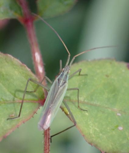 Réf. 297 480 : Megaloceroea recticornis